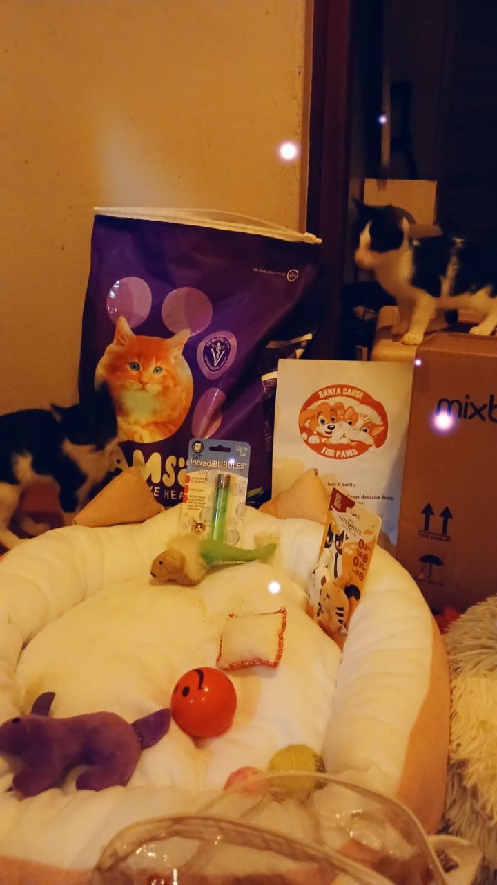 Kitten Corner